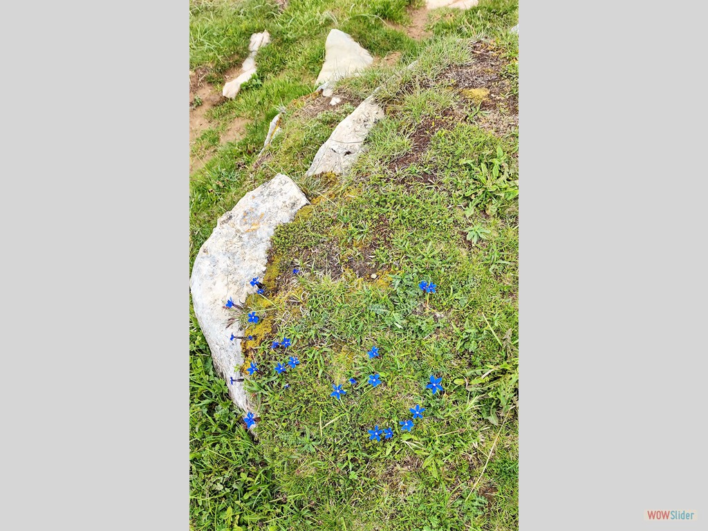 1- petite gentiane bleue au Semnoz