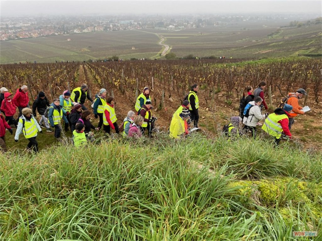 2-un long ruban de randonneurs (près de 300 participants)