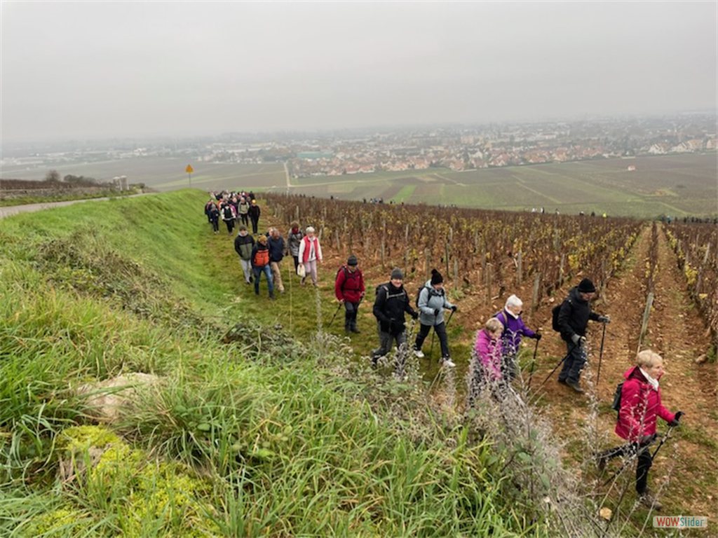 4- contournement des vignes