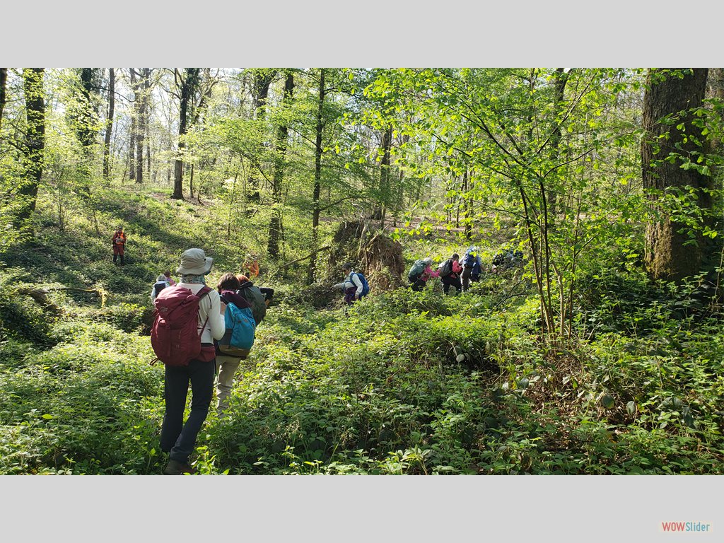 2- cheminement délicat dans la forêt de la Serre