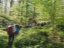 2- cheminement délicat dans la forêt de la Serre