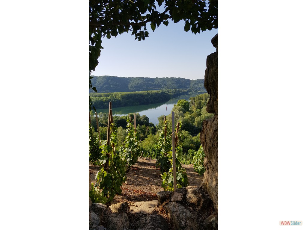 6-vignoble de la côte rotie et le Rhône