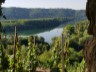 6-vignoble de la côte rotie et le Rhône
